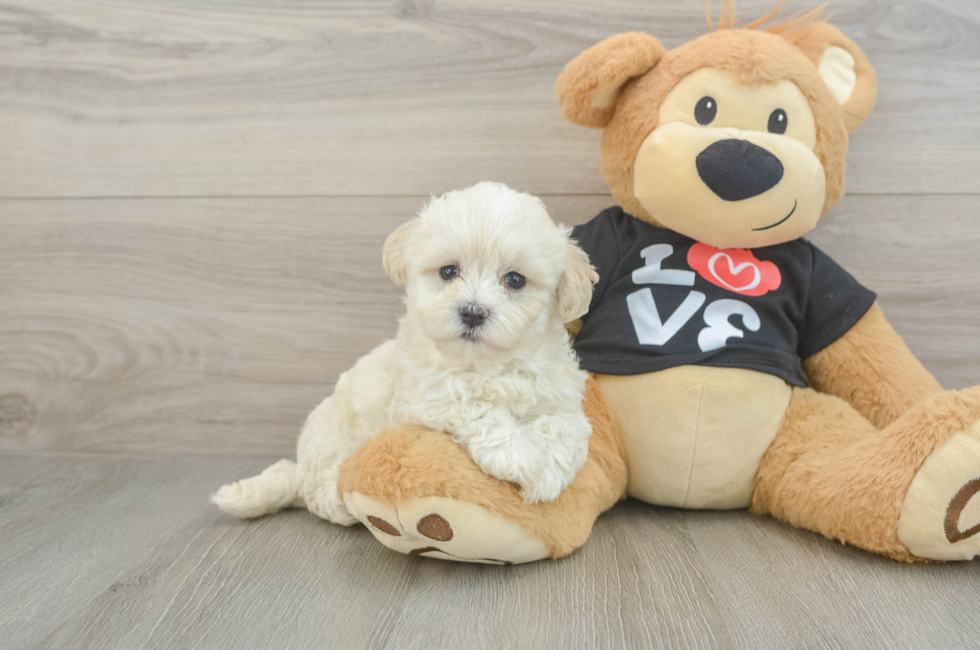 6 week old Maltipoo Puppy For Sale - Lone Star Pups