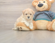 8 week old Maltipoo Puppy For Sale - Lone Star Pups