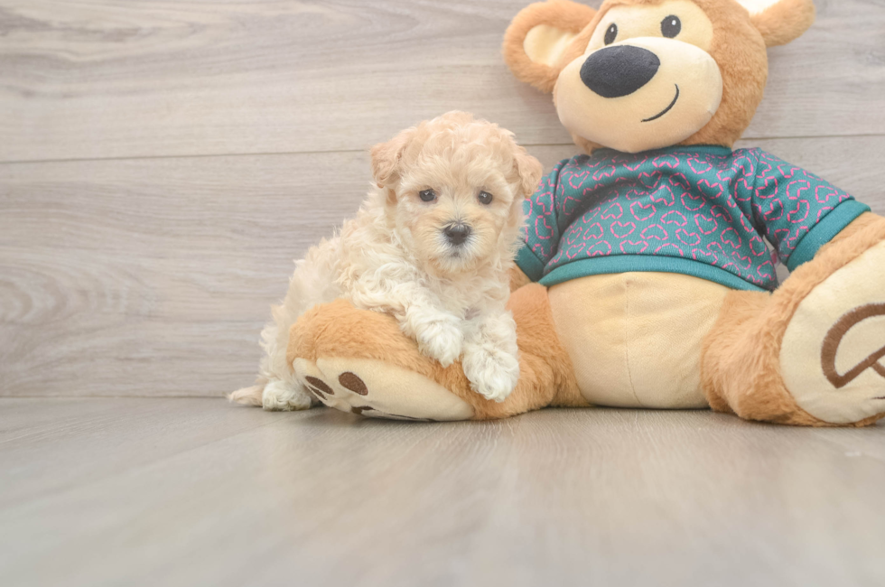 5 week old Maltipoo Puppy For Sale - Lone Star Pups