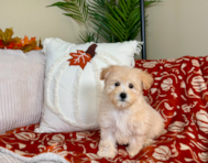 9 week old Maltipoo Puppy For Sale - Lone Star Pups