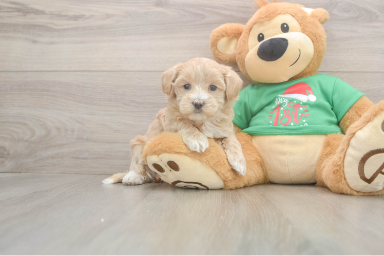 Maltipoo Puppy for Adoption