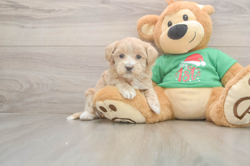 6 week old Maltipoo Puppy For Sale - Lone Star Pups