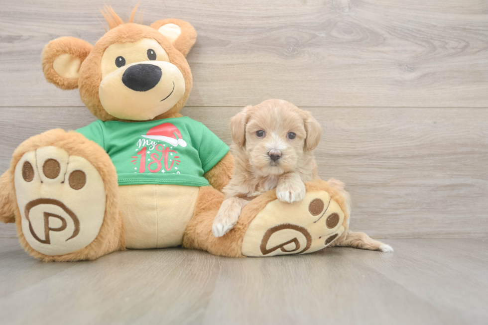 Popular Maltipoo Poodle Mix Pup