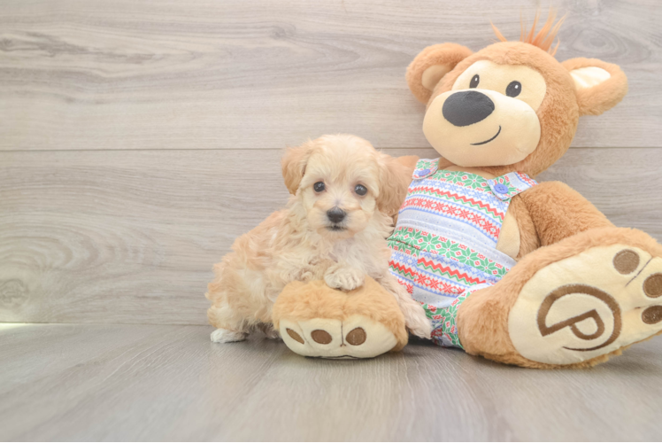 Petite Maltipoo Poodle Mix Pup