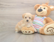 7 week old Maltipoo Puppy For Sale - Lone Star Pups