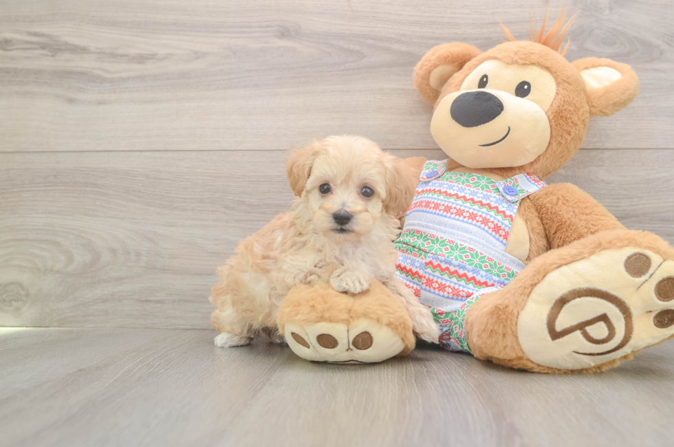 5 week old Maltipoo Puppy For Sale - Lone Star Pups