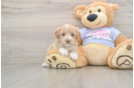 Popular Maltipoo Poodle Mix Pup