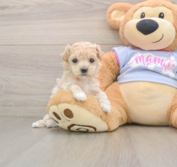 7 week old Maltipoo Puppy For Sale - Lone Star Pups