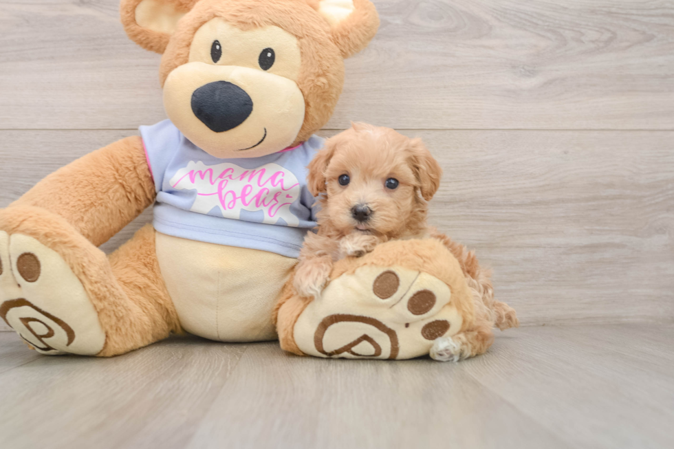 Sweet Maltipoo Baby