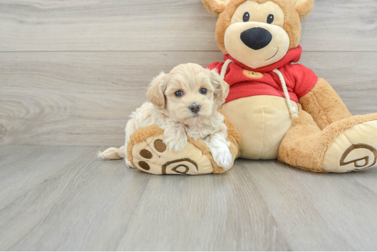 Friendly Maltipoo Baby