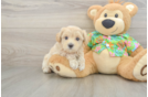 Adorable Maltidoodle Poodle Mix Puppy