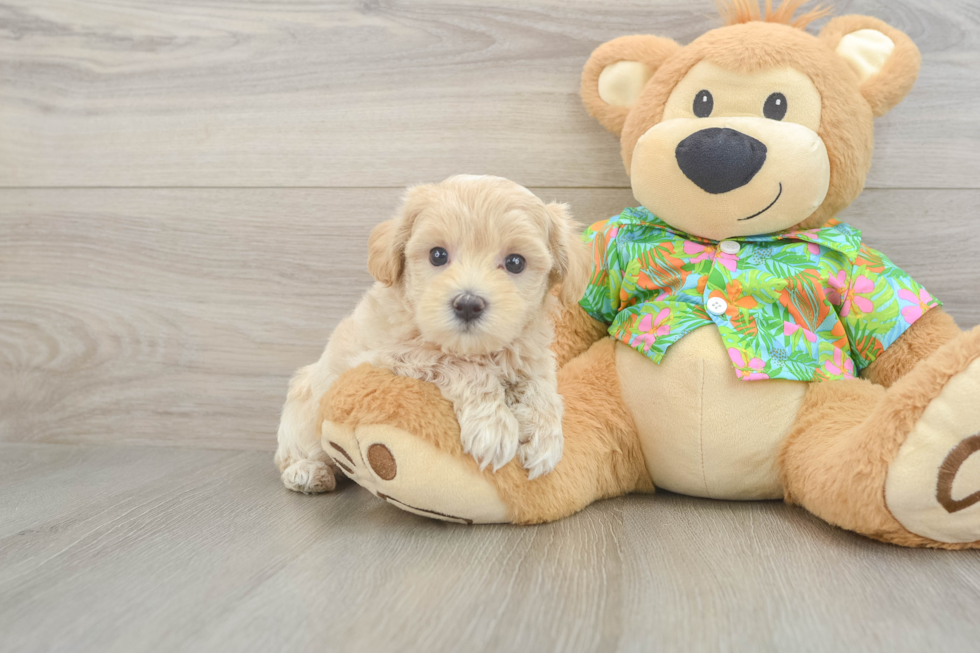 Adorable Maltidoodle Poodle Mix Puppy