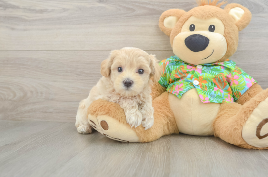 Adorable Maltidoodle Poodle Mix Puppy