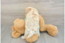 Energetic Maltepoo Poodle Mix Puppy