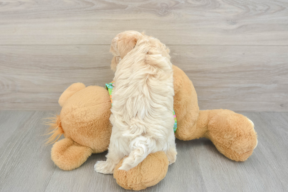 Energetic Maltepoo Poodle Mix Puppy