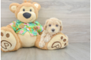 Petite Maltipoo Poodle Mix Pup