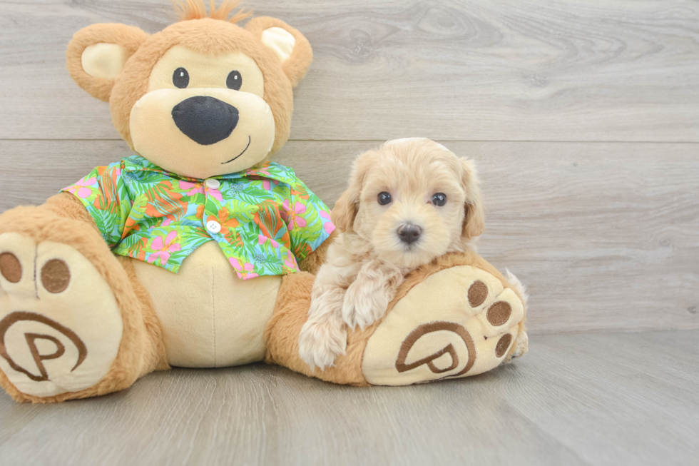 Petite Maltipoo Poodle Mix Pup