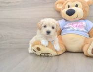 9 week old Maltipoo Puppy For Sale - Lone Star Pups