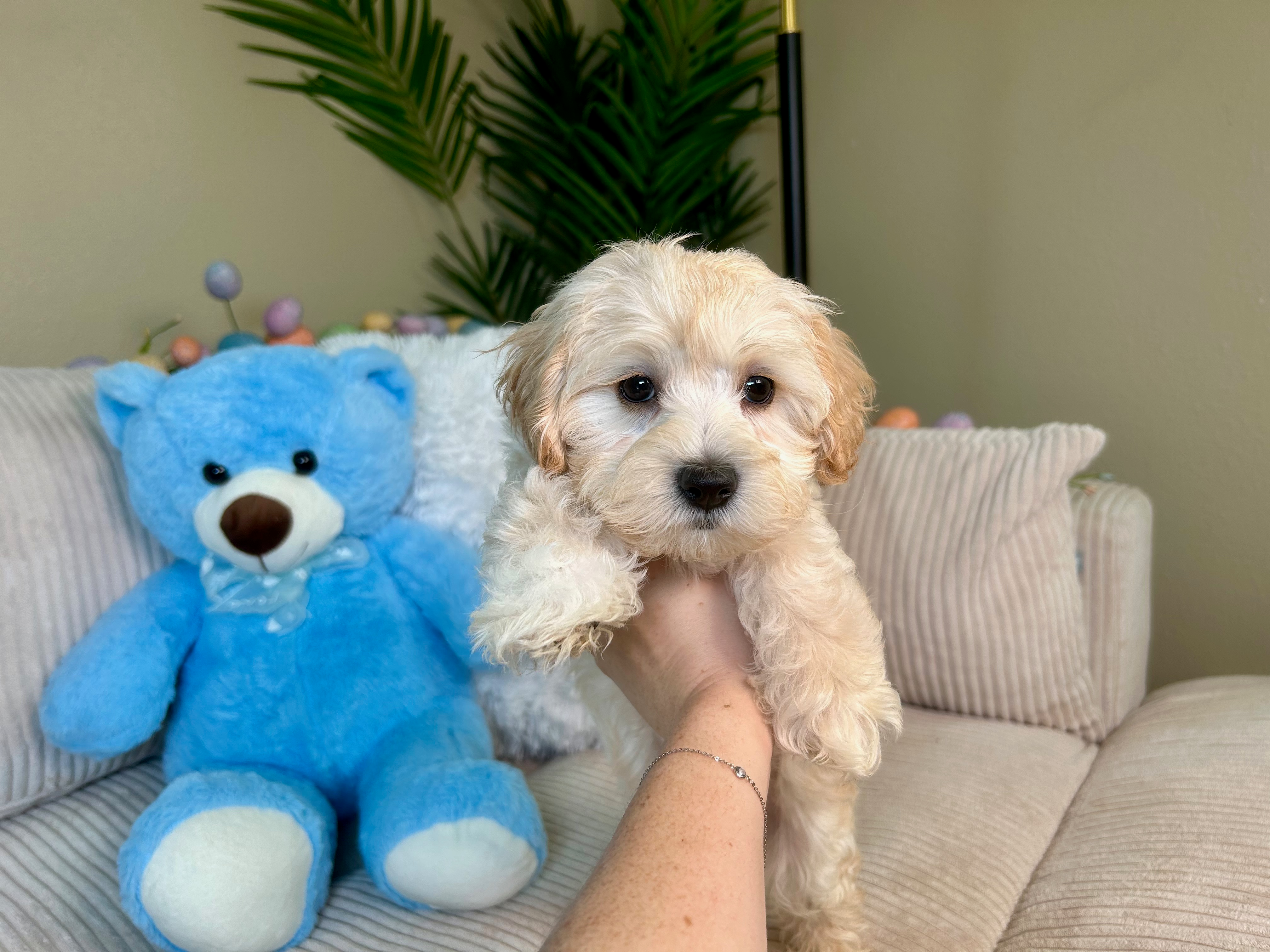 Best Maltipoo Baby