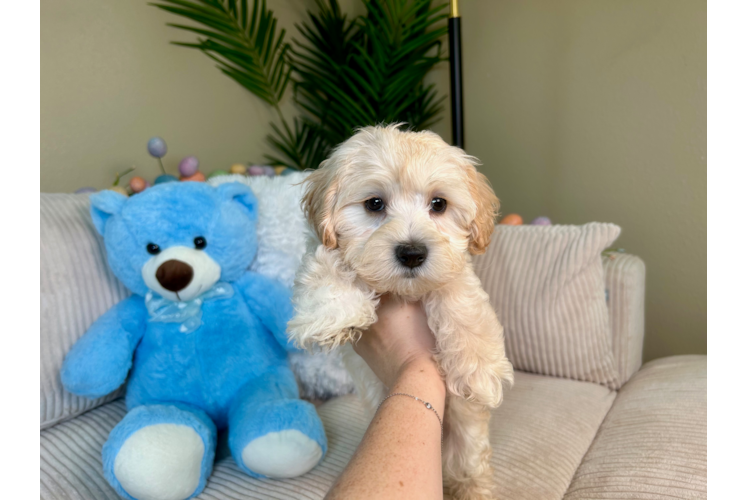 Best Maltipoo Baby