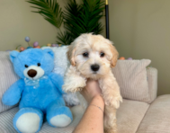 9 week old Maltipoo Puppy For Sale - Lone Star Pups