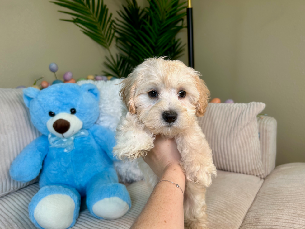 Best Maltipoo Baby
