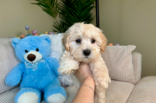 Best Maltipoo Baby