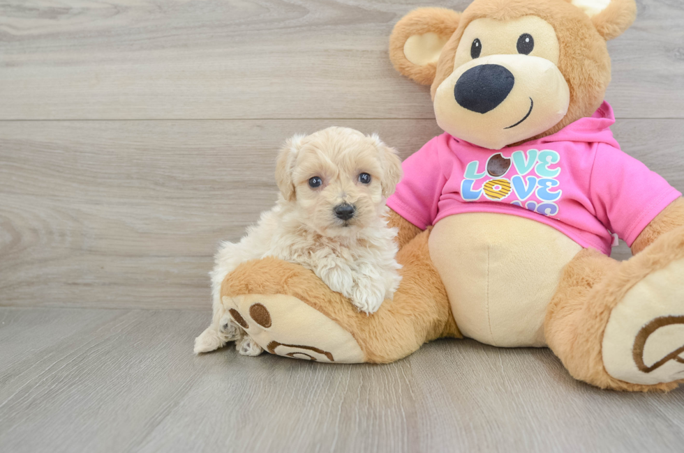 5 week old Maltipoo Puppy For Sale - Lone Star Pups