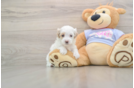 Maltipoo Puppy for Adoption