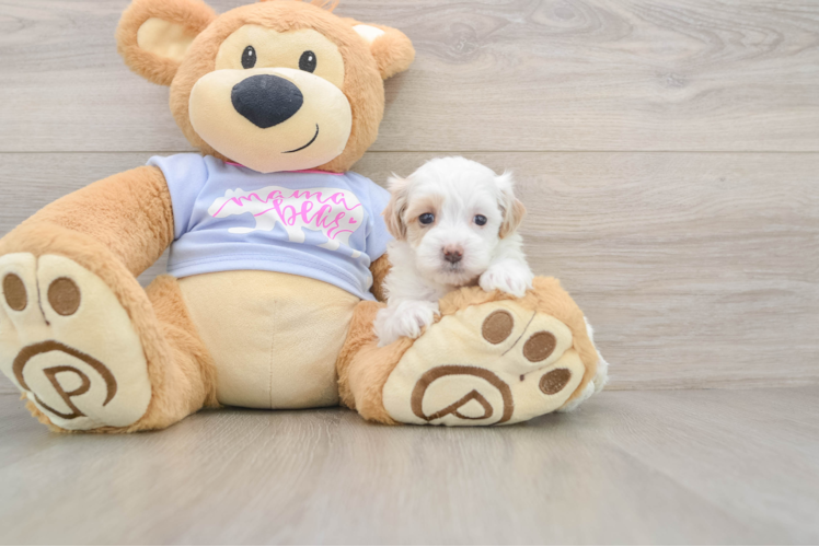 Petite Maltipoo Poodle Mix Pup