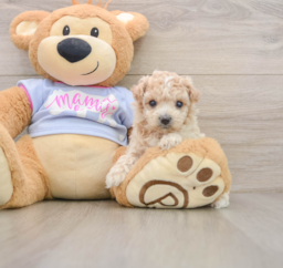 8 week old Maltipoo Puppy For Sale - Lone Star Pups