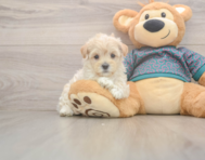 8 week old Maltipoo Puppy For Sale - Lone Star Pups