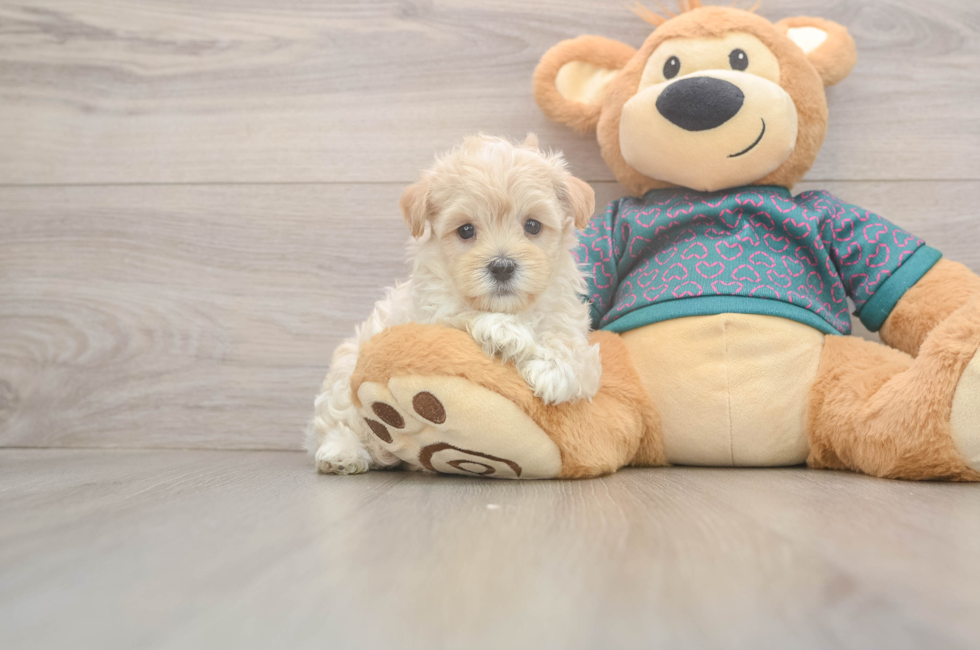 5 week old Maltipoo Puppy For Sale - Lone Star Pups