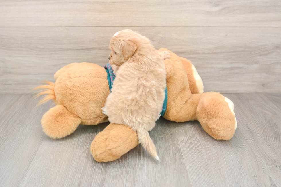 Smart Maltipoo Poodle Mix Pup