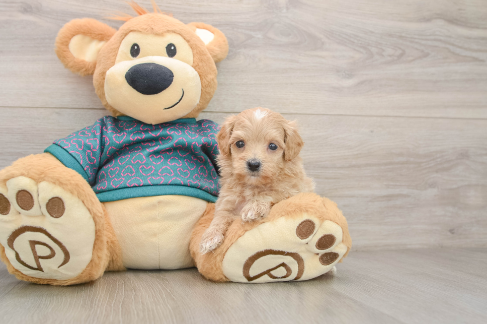 Adorable Moodle Poodle Mix Puppy