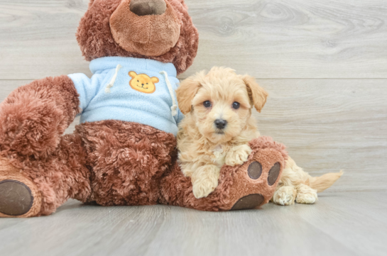 Maltipoo Puppy for Adoption