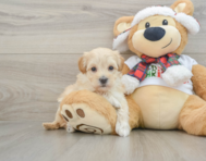 10 week old Maltipoo Puppy For Sale - Lone Star Pups