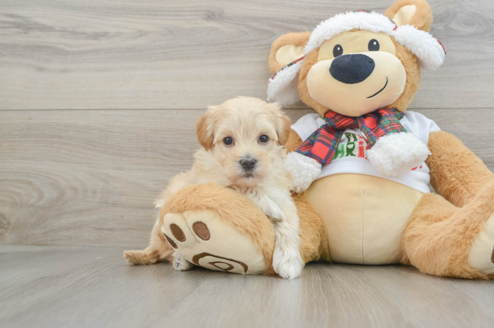 6 week old Maltipoo Puppy For Sale - Lone Star Pups