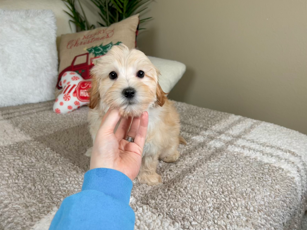 Cute Maltipoo Baby