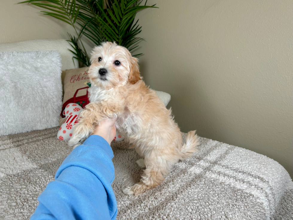 Cute Maltipoo Poodle Mix Pup