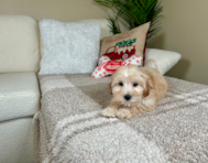 10 week old Maltipoo Puppy For Sale - Lone Star Pups