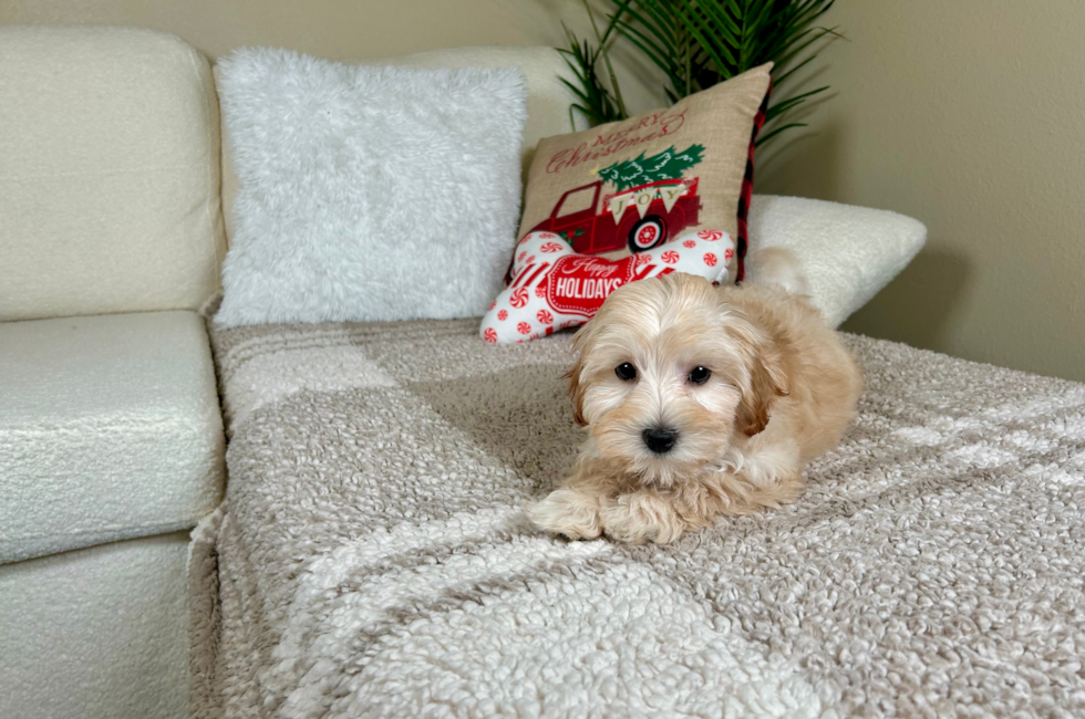 10 week old Maltipoo Puppy For Sale - Lone Star Pups