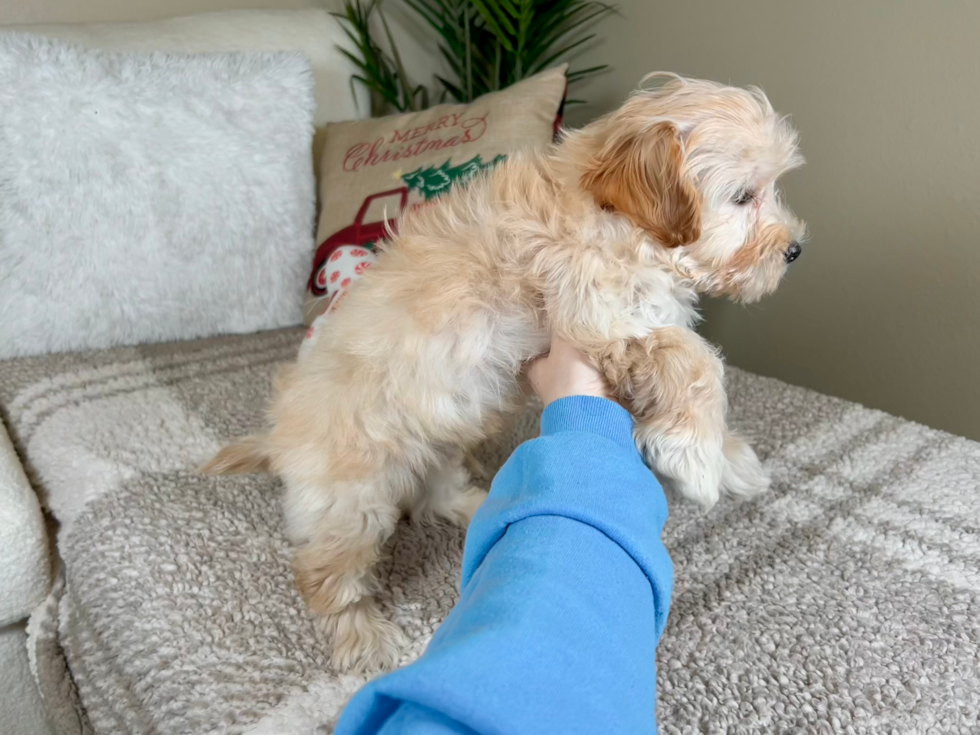 Cute Maltipoo Poodle Mix Pup