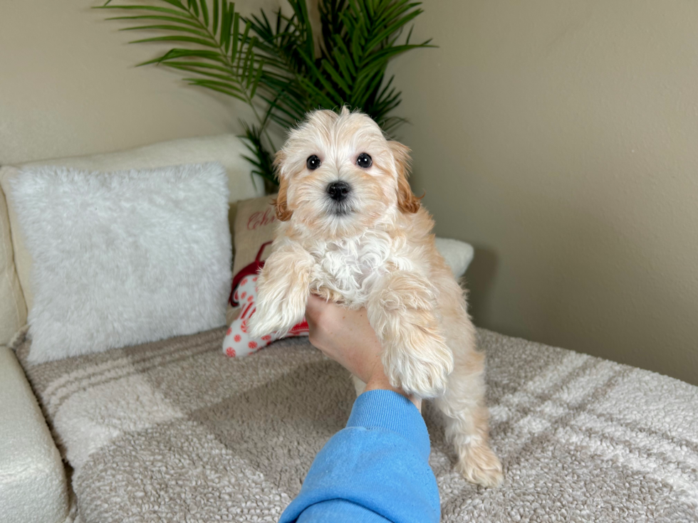 Maltipoo Puppy for Adoption