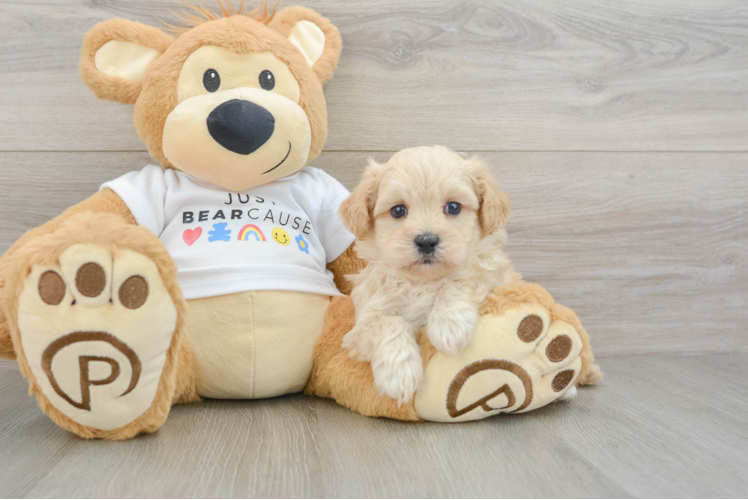 Popular Maltipoo Poodle Mix Pup