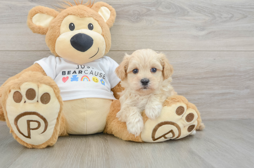 5 week old Maltipoo Puppy For Sale - Lone Star Pups