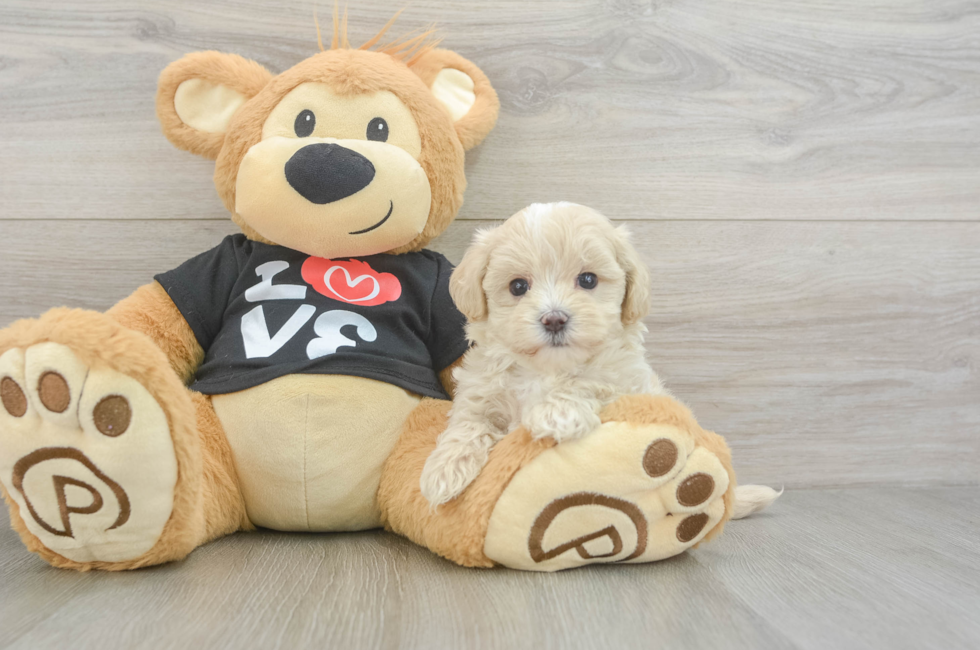 6 week old Maltipoo Puppy For Sale - Lone Star Pups