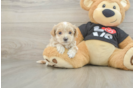 Maltipoo Pup Being Cute