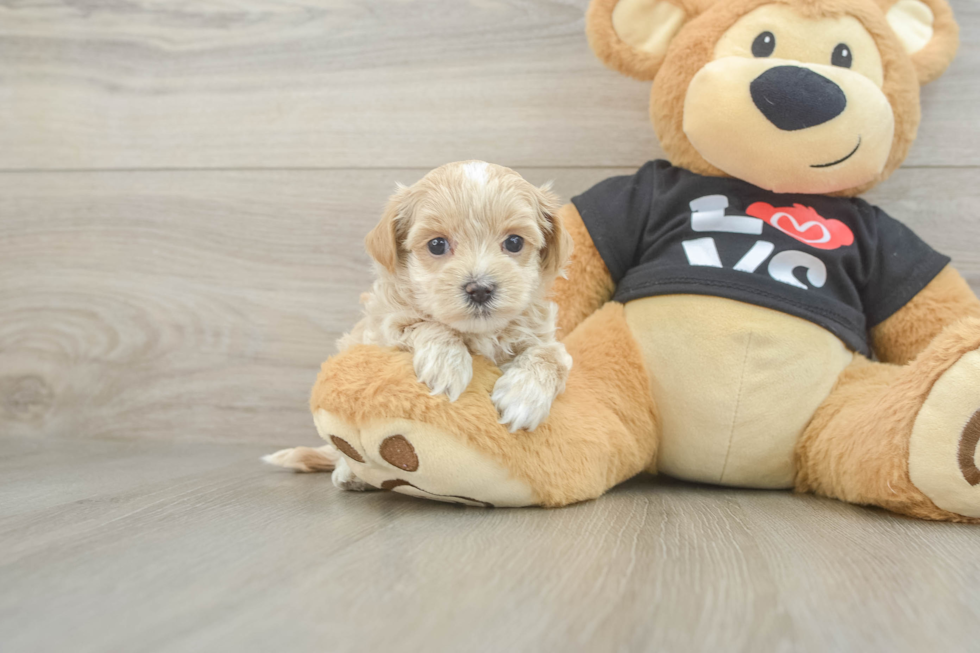 Maltipoo Pup Being Cute