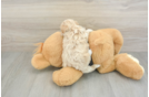 Small Maltipoo Baby